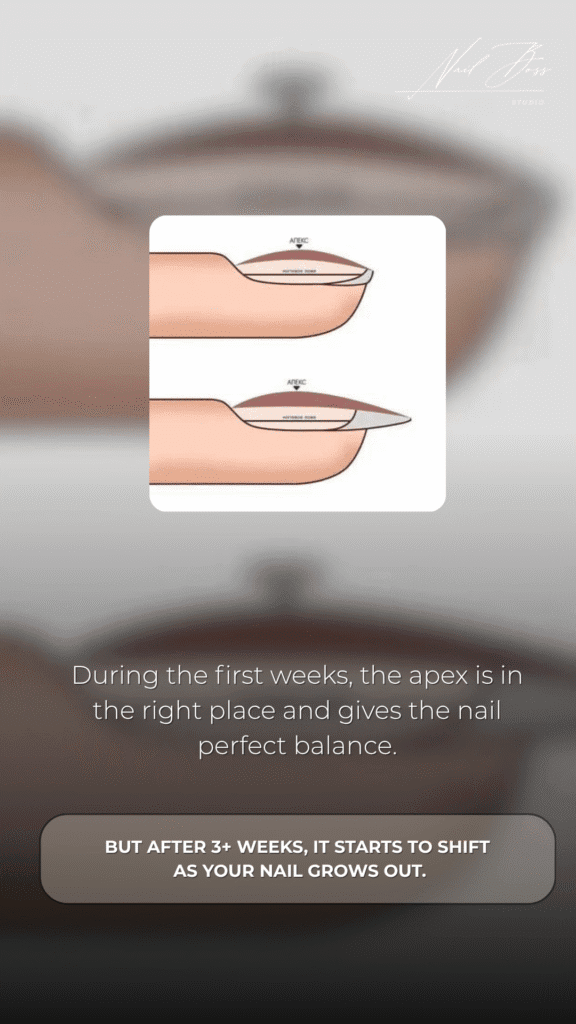 Illustration of apex shifting during a dry manicure nail growth cycle in Tampa.